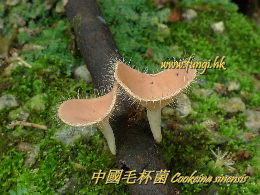 中國毛杯菌 Cookeina sinensis