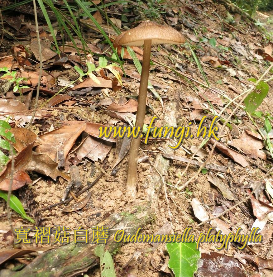 寬褶菇白蘑 Oudemansiella platyphylla