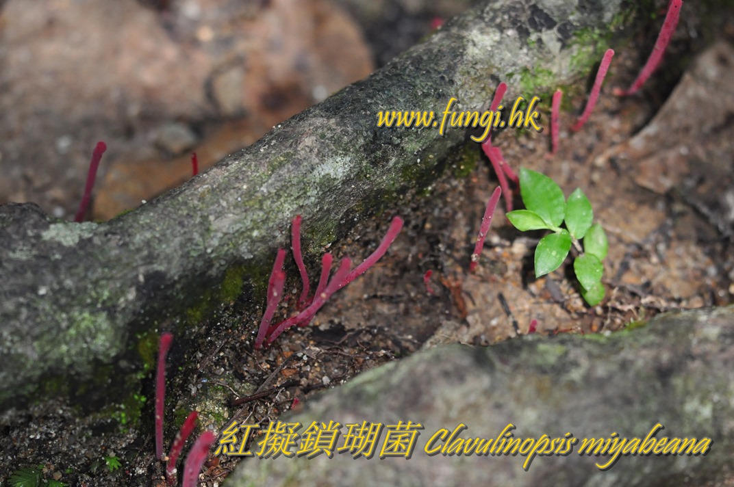 紅擬鎖瑚菌 Clavulinopsis miyabeana