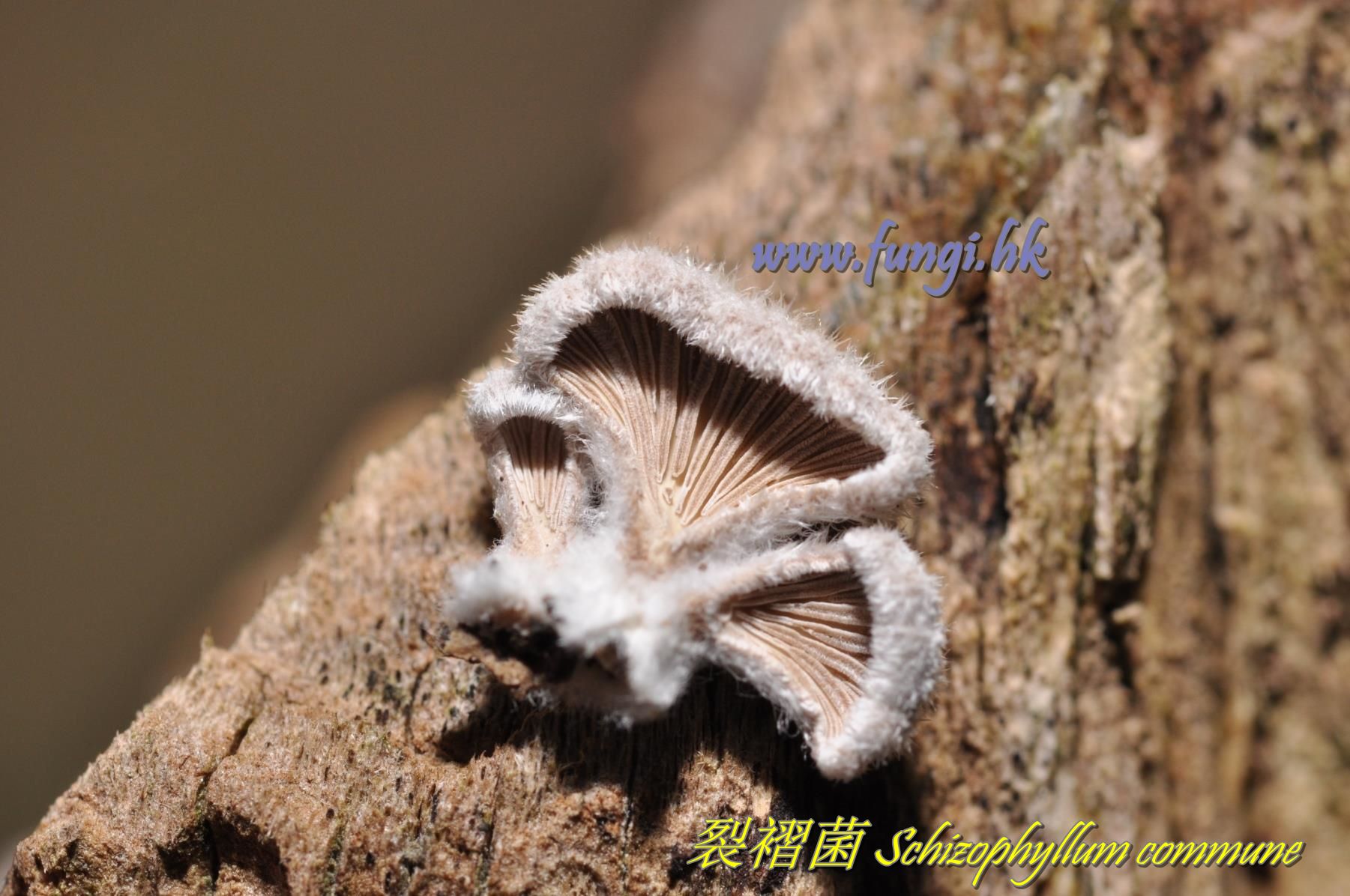 裂褶菌 Schizophyllum commune