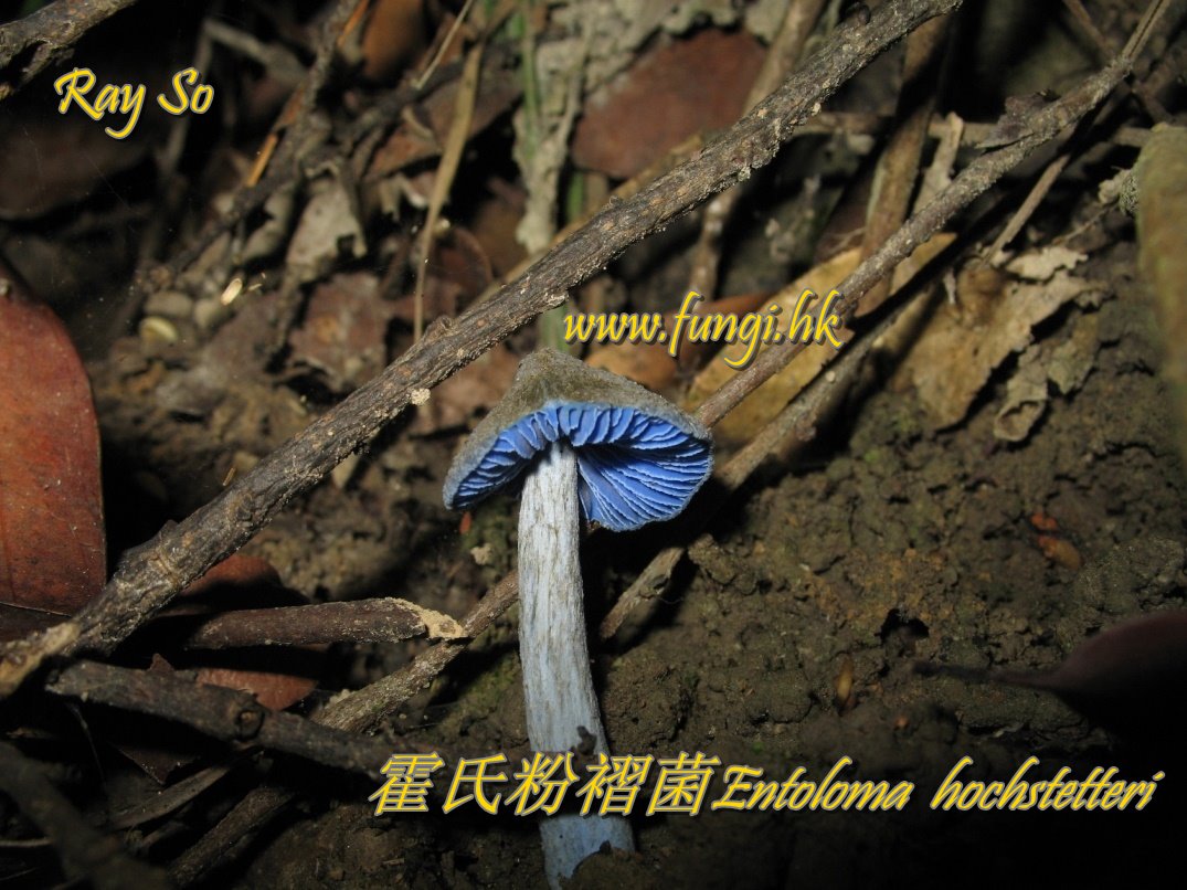 霍氏粉褶菌Entoloma  hochstetteri
