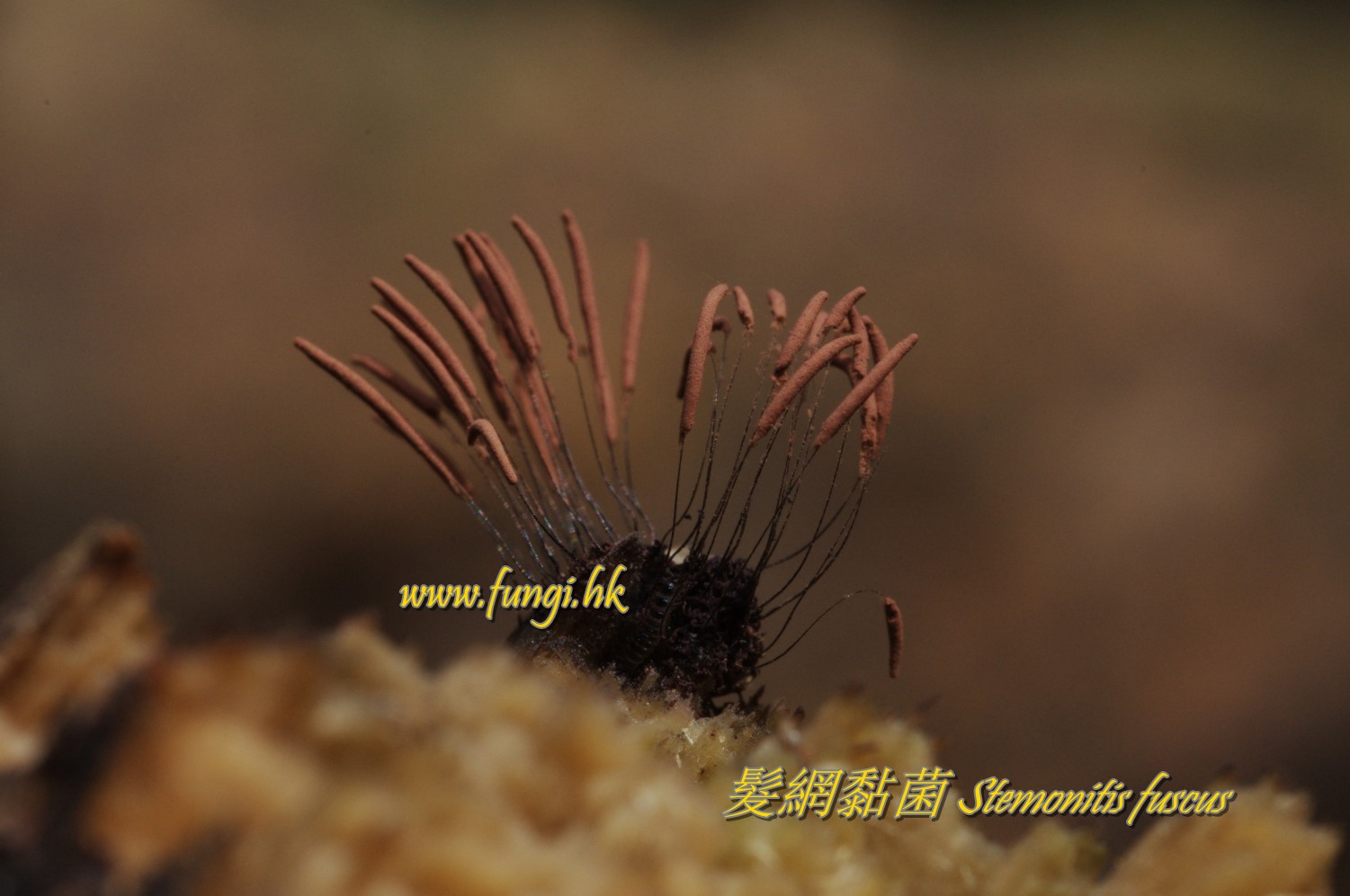 髮網黏菌 Stemonitis fuscus