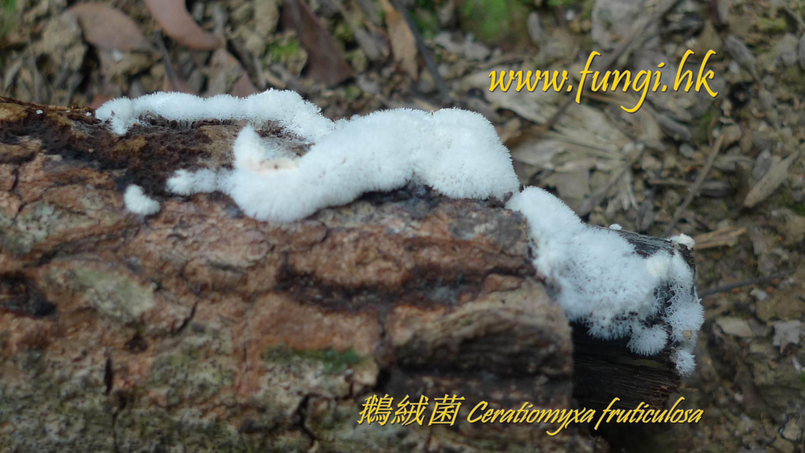 鵝絨菌 Ceratiomyxa fruticulosa