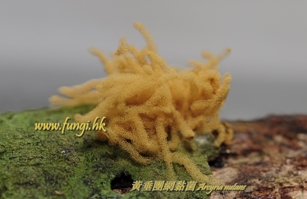 黃垂團網黏菌 Arcyria nutans