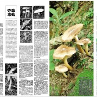 南方都市報”致命毒蘑菇”專題採訪